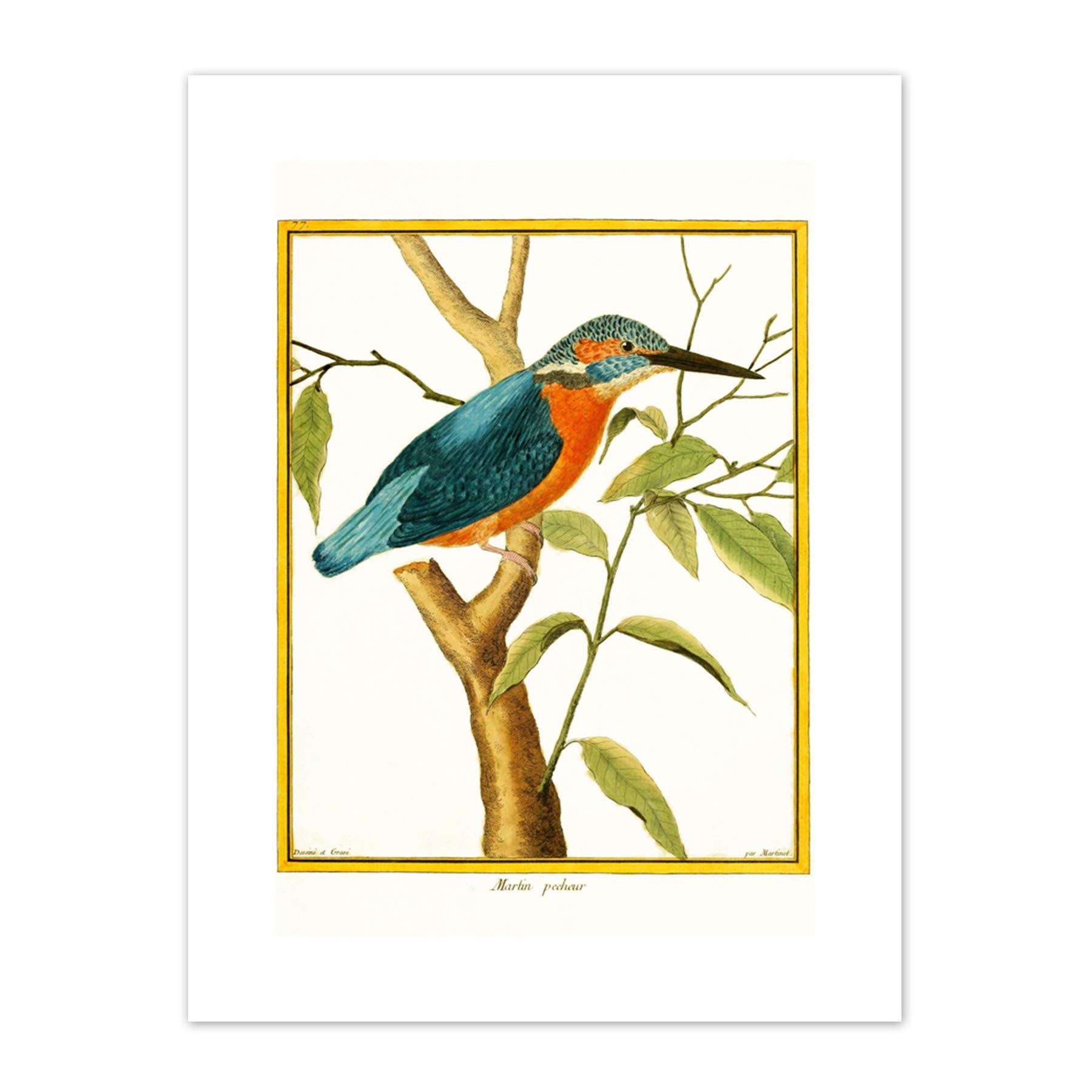 Bird Common Kingfisher Martin Pecheur Art Print Canvas Premium Wall Decor Poster
