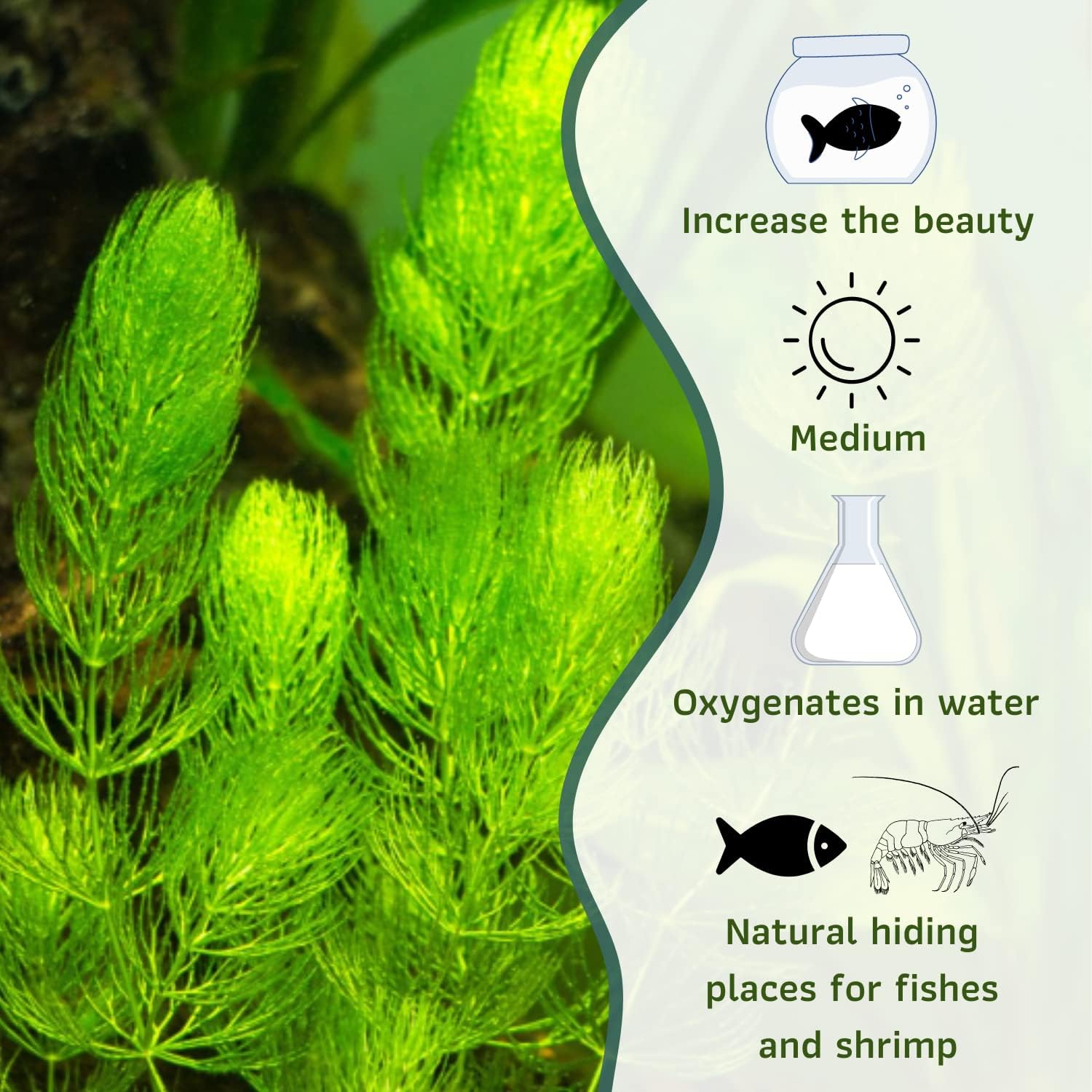 Mainam Hornwort Ceratophyllum Demersum Tropical Freshwater Live Aquarium Plant Decorations (12 Pack)