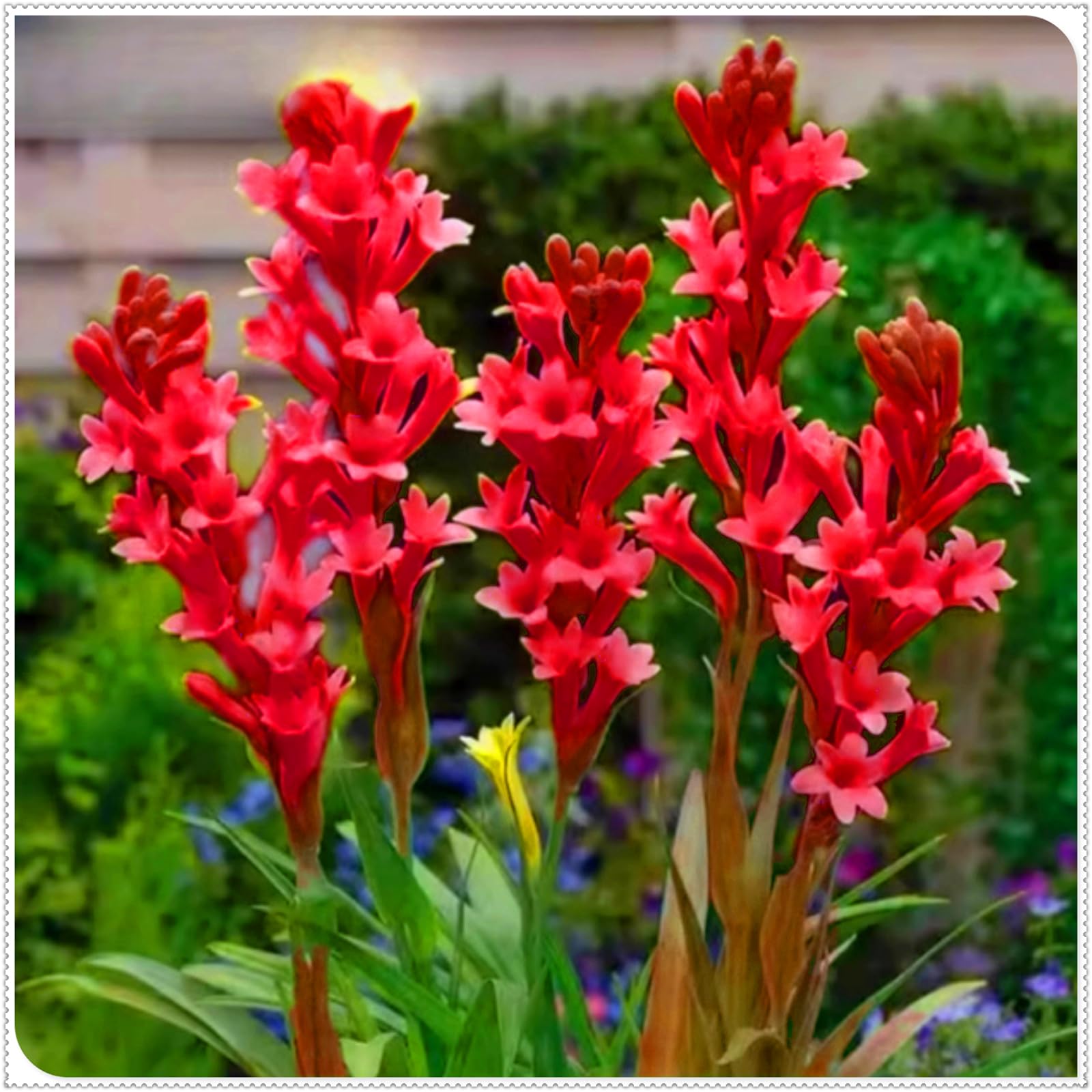 Brilliant Tuberose Bulbs, Hardy Perennial Bulbs, Stunning Garden Displays, Professionally Grown-4 Bulbs-A