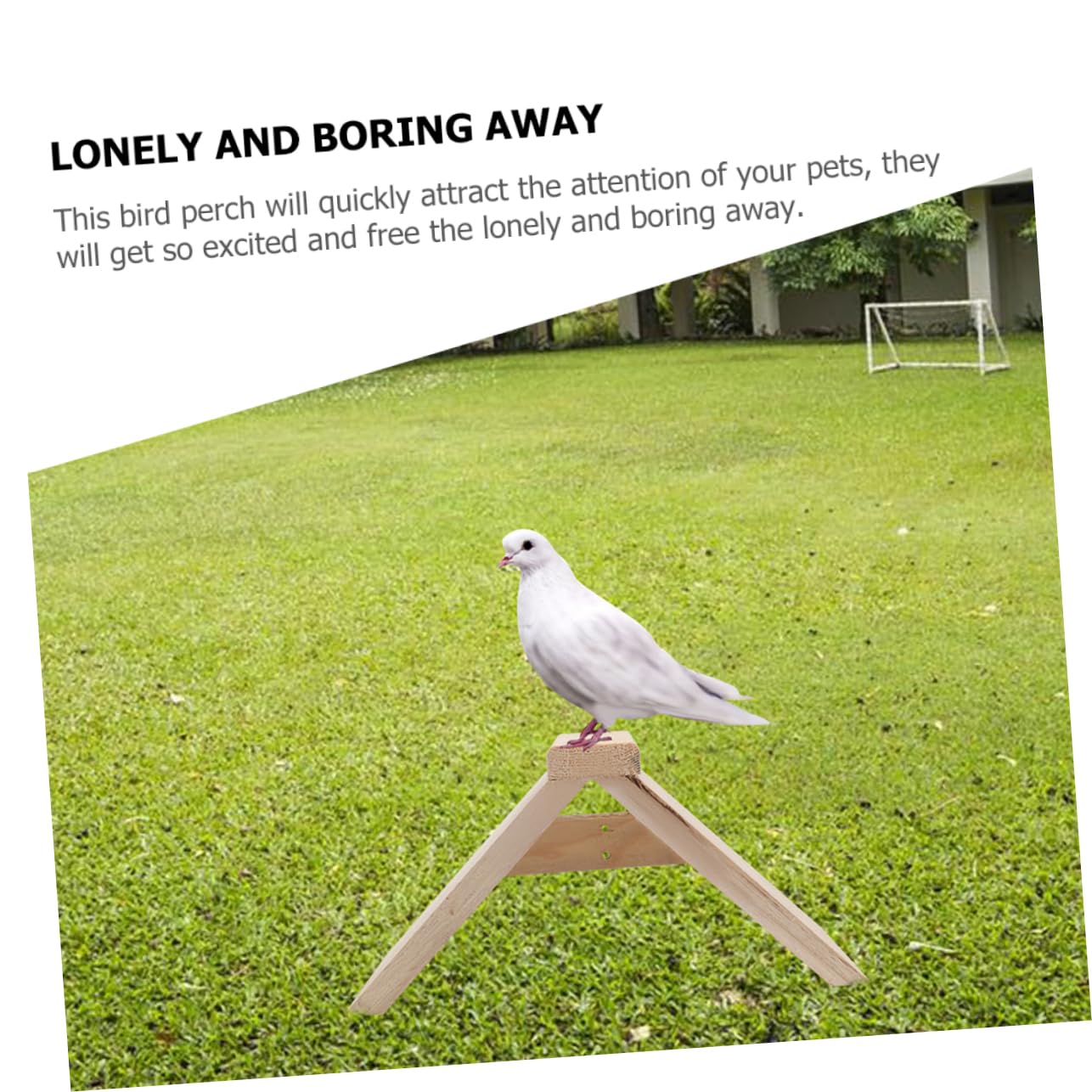 COLLBATH Lot De 5 Perchoirs à Pigeons en Bois Naturel Support Stable pour Oiseaux Surface Lisse Polie Adapté Cages à Oiseaux Et Pigeonniers Accessoire De Loisirs pour Perroquets Et