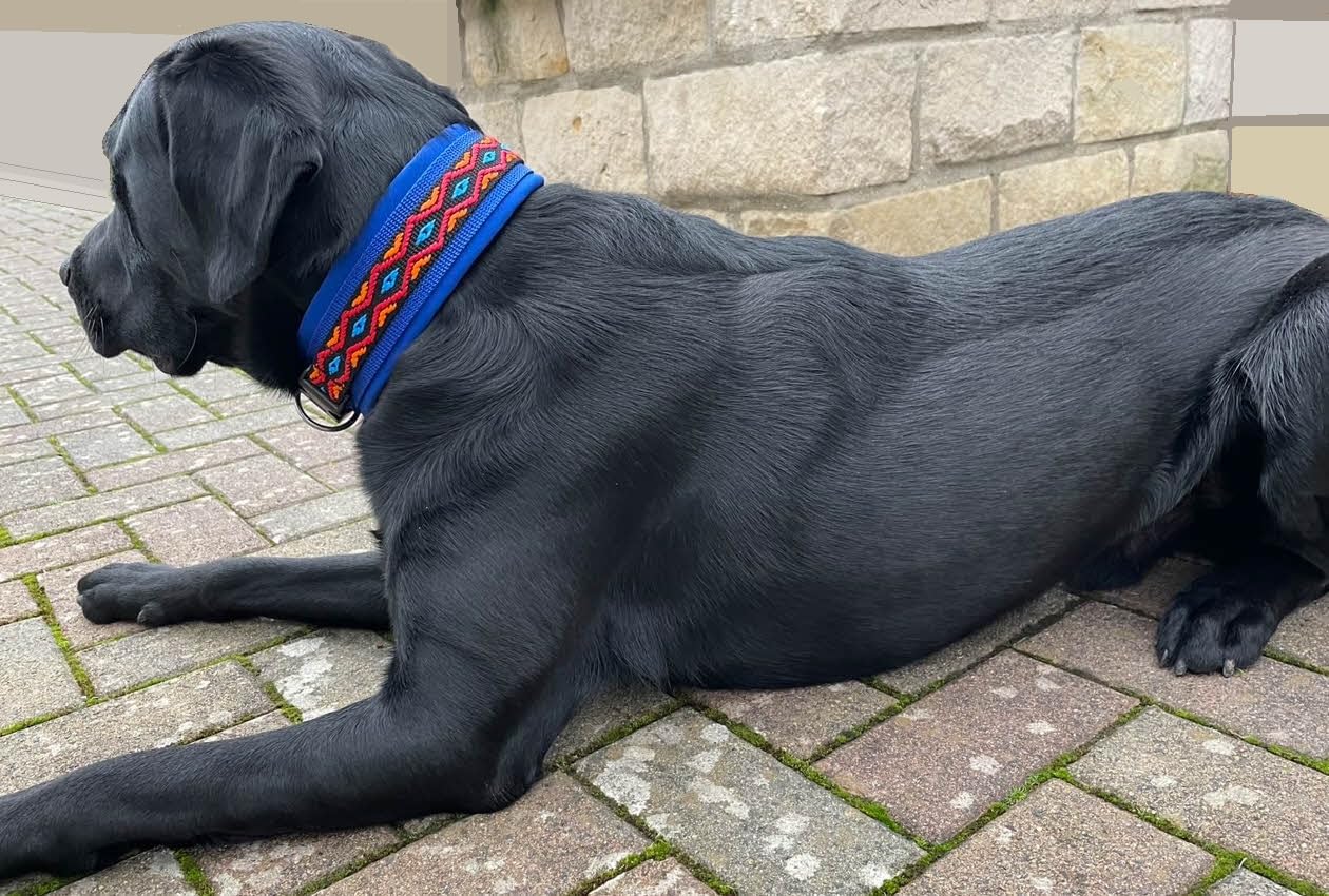 Hundehalsband breit und weich gepolstert (Blau-Bunt, XL)
