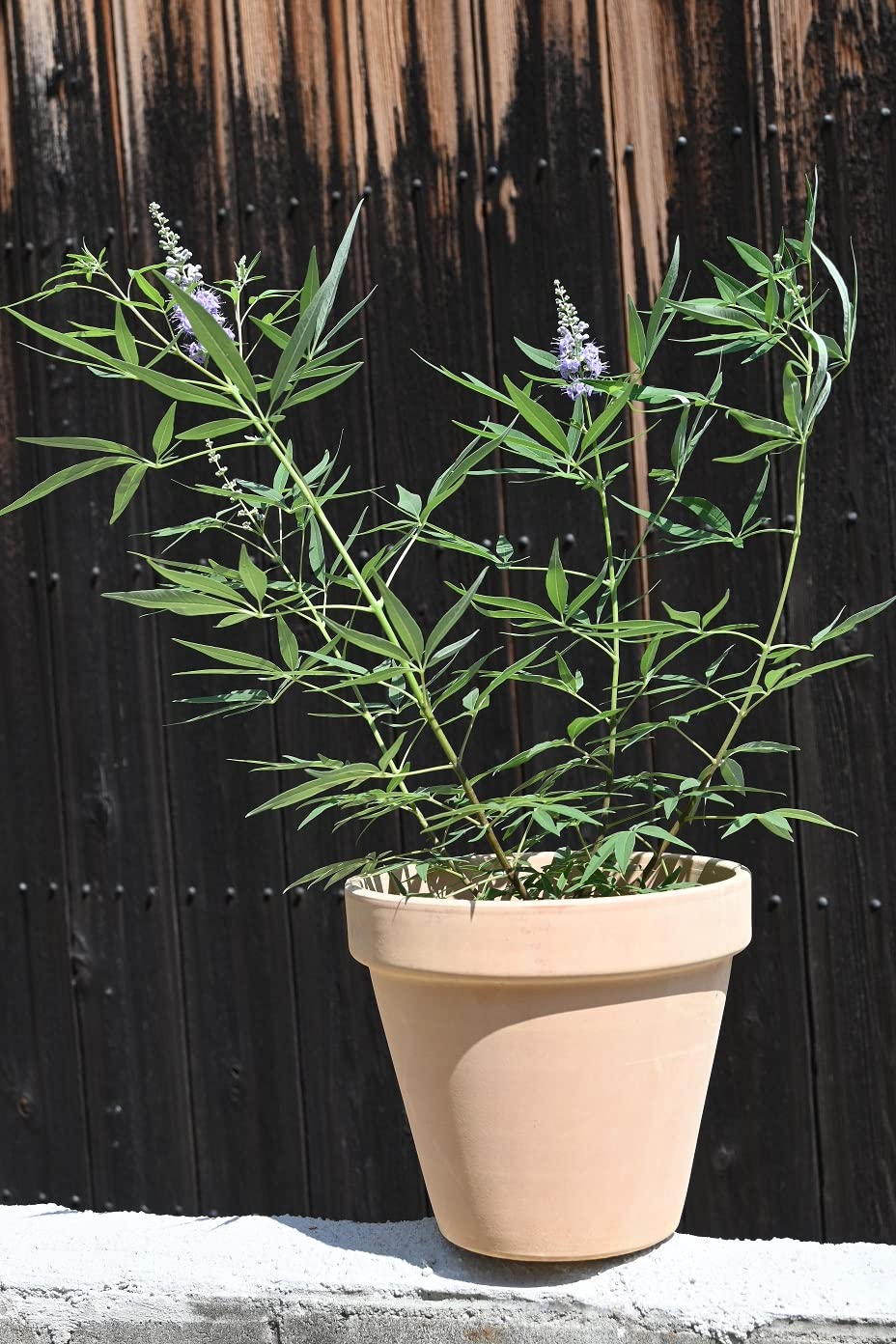 Amazon.co.jp: 西洋ニンジンボク鉢植え 青花ニンジンボクせいよう