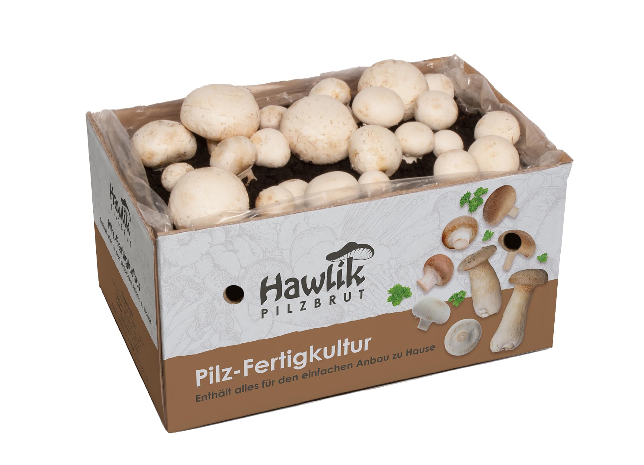 Hawlik Pilzbrut - Mushroom Cultivation Set XXL - Large Complete Set for Easy Cultivation at Home - High and Fast yields - Ideal for Beginners/as a Gift for Children and Gardening Enthusiasts