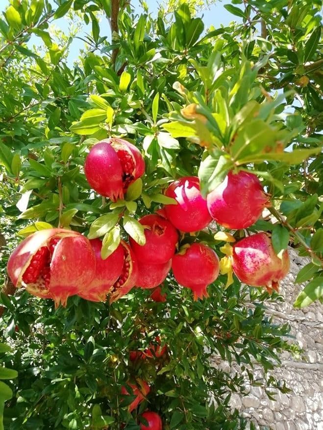 Super Red Bhagwa Anar Hybrid Fruit Tree - All-Season Bedana Pomegranate Plant for Gardeners-image-23