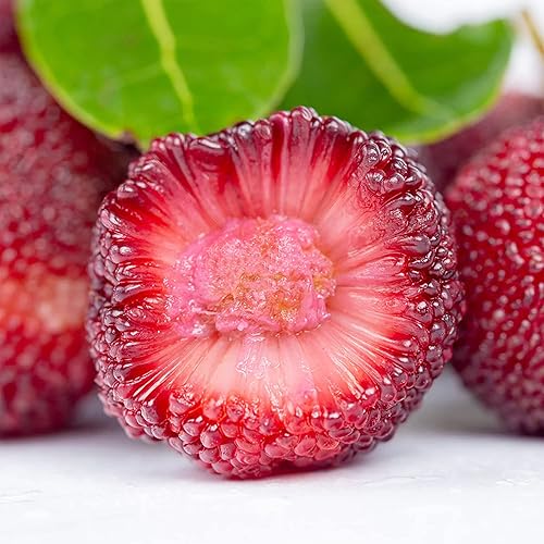 Miniatura 1 de QAUZUY GARDEN 15 semillas de Myrica Rubra (bayberry rojo) de primera calidad, semillas de frutas tradicionales sin OMG para plantar jardín al aire