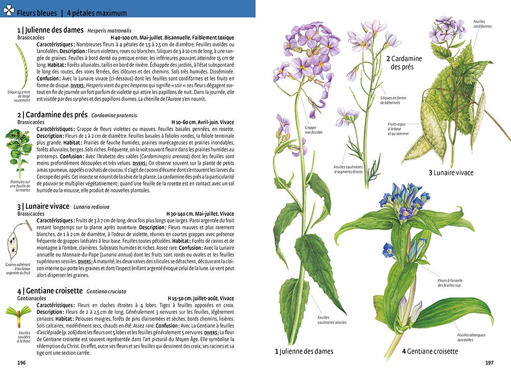 Quelle est cette plante ?: Fleurs sauvages, arbres et arbustes, graminées Les reconnaître par la couleur