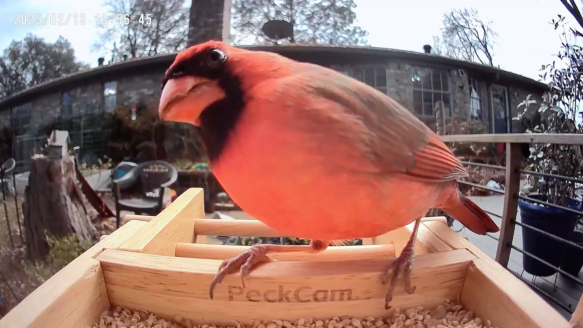 Smart Bird Feeder With Camera, 2.5K Solar Bird Feeder