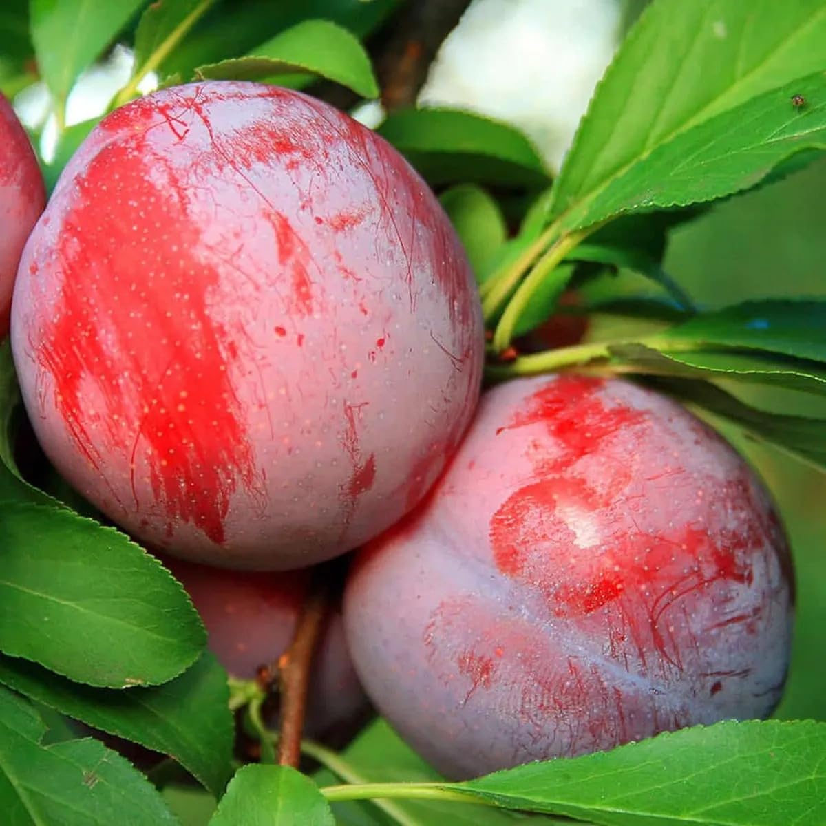 Golden Bloom Plum Aloo Bukhara plant Fruit (Grafted/Air Layering) - Fruit Plants & Tree Outdoor Living Indoor Plant-image-2