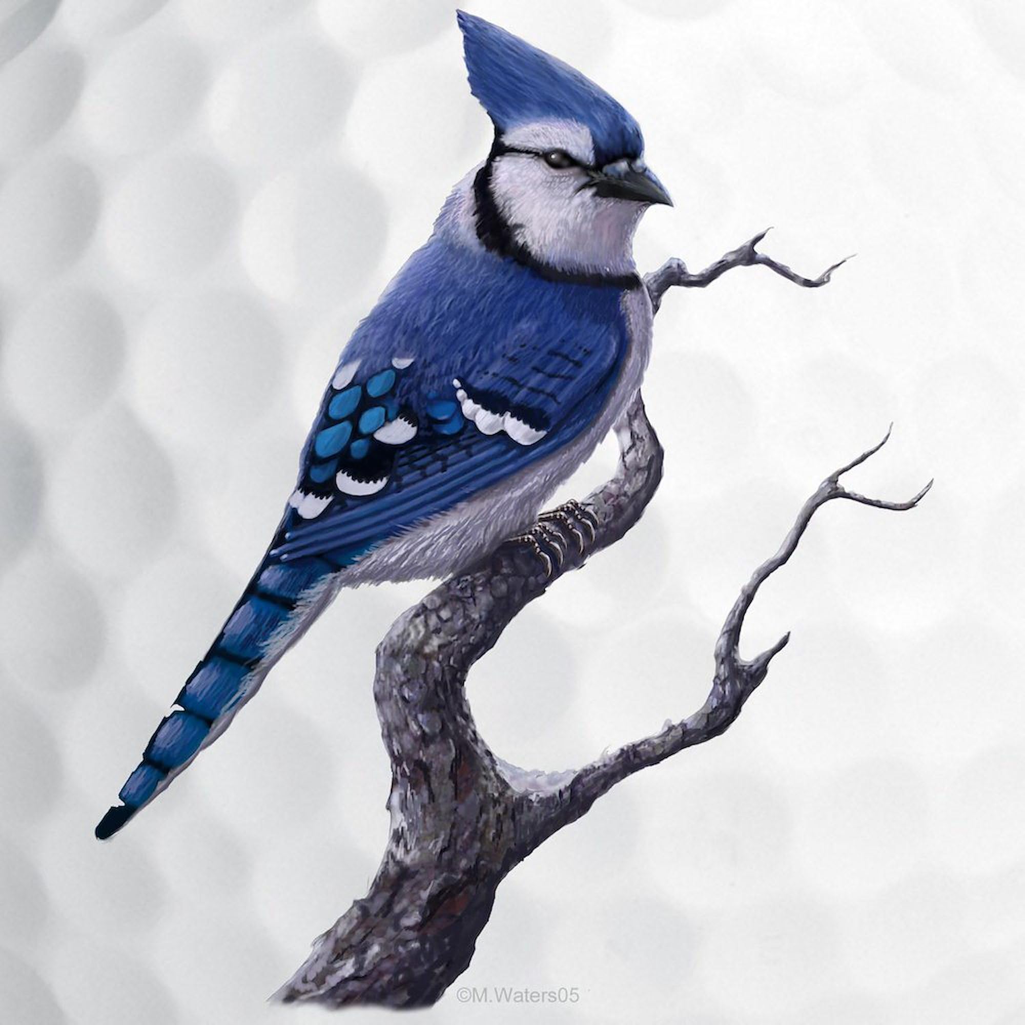 CafePress Blue Jay Bird Novelty Golf Balls (Pk of 6)