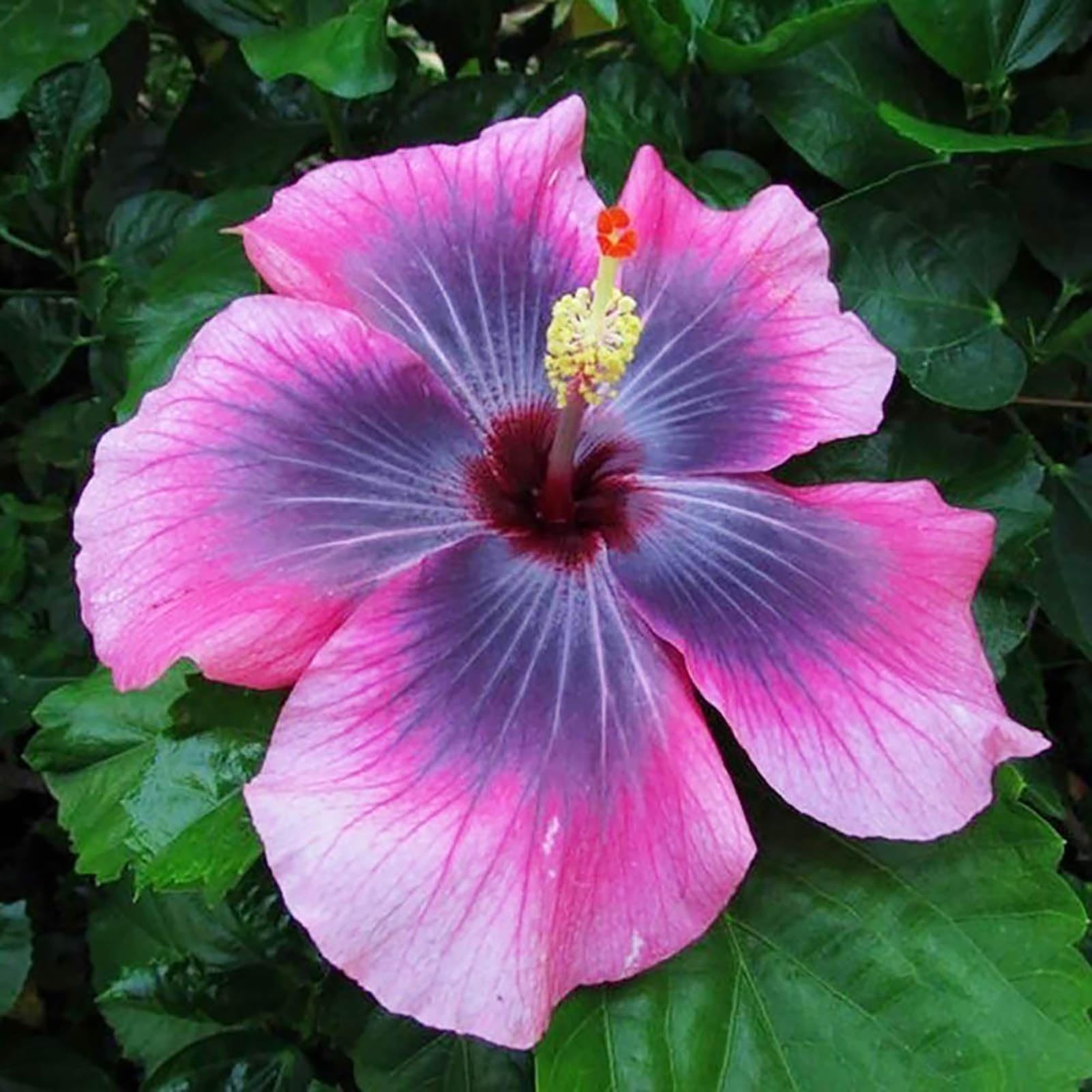 Le Varietà Più Belle Di Ibisco Da Tenere In Giardino - Foto 11