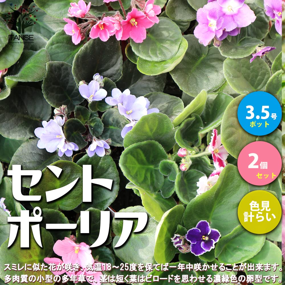 Amazon.co.jp: ITANSE セントポーリア3.5号ポット苗/色ミックス