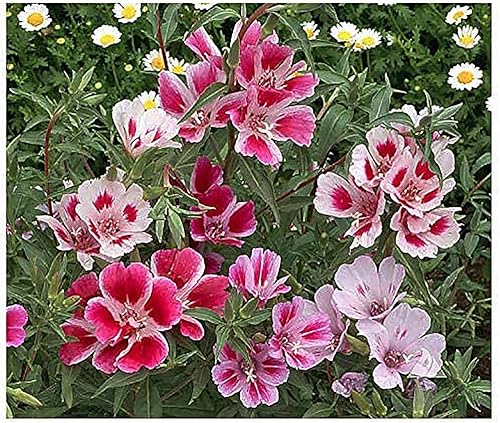 Semillas Godetia Enanas - 8-12' Tall. 5,000 semillas