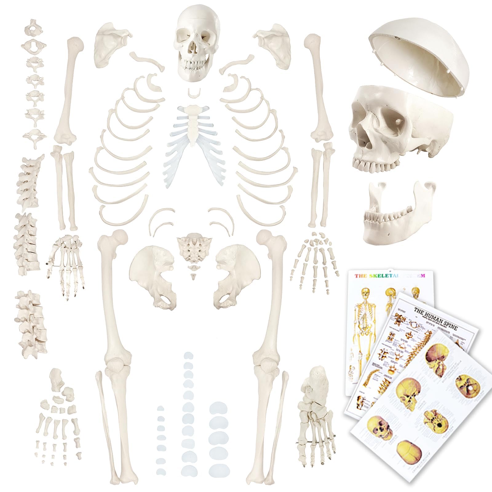 EVOTECH SCIENTIFIC Pełnowymiarowy ludzki szkielet o wysokości 67 cali do anatomii, w tym czaszki, kręgosłupa, kości, stawów dłoni i stóp