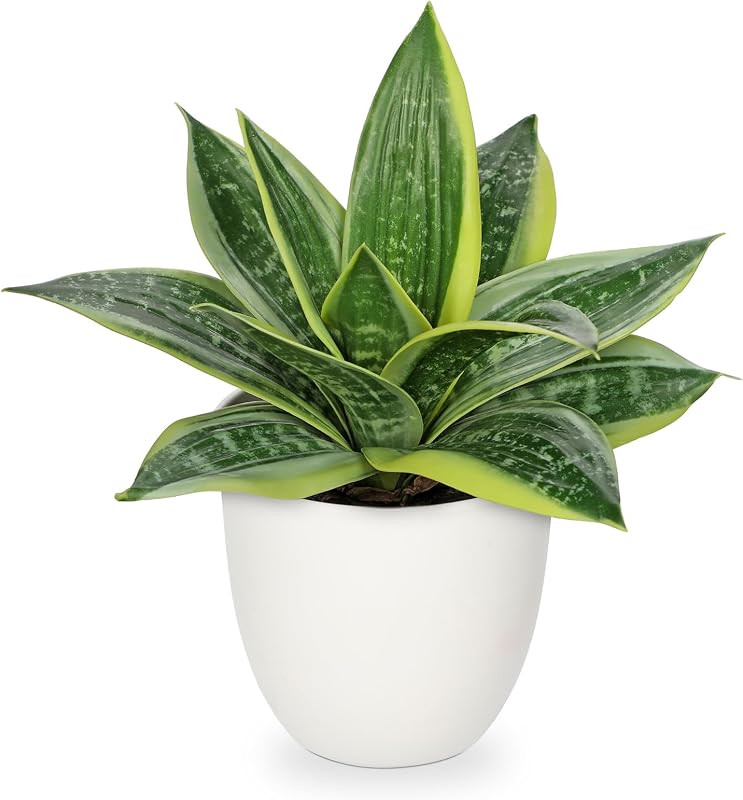 Hollyone Plantas artificiales de serpiente de 9 pulgadas, planta suculenta de agave sintético en maceta blanca, planta tropical de aloe Sansevieria falsa para escritorio, oficina moderna, hogar, baño, decoración interior y exterior