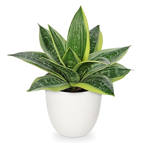 Hollyone Artificial Snake Plants 9" Faux Agave Succulent Plant Potted