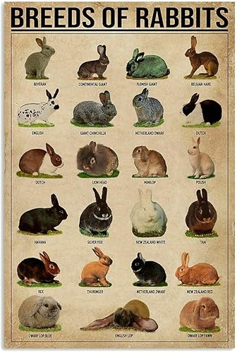 JIUFOTK Carteles metálicos de razas de conejos retro decoración de habitación Conocimiento de conejo pósteres para el hogar Club Decoración de pared