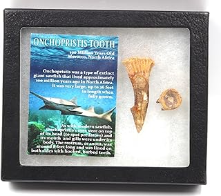 Onchopristis Sawfish Vertebra & Tooth Fossil 16863
