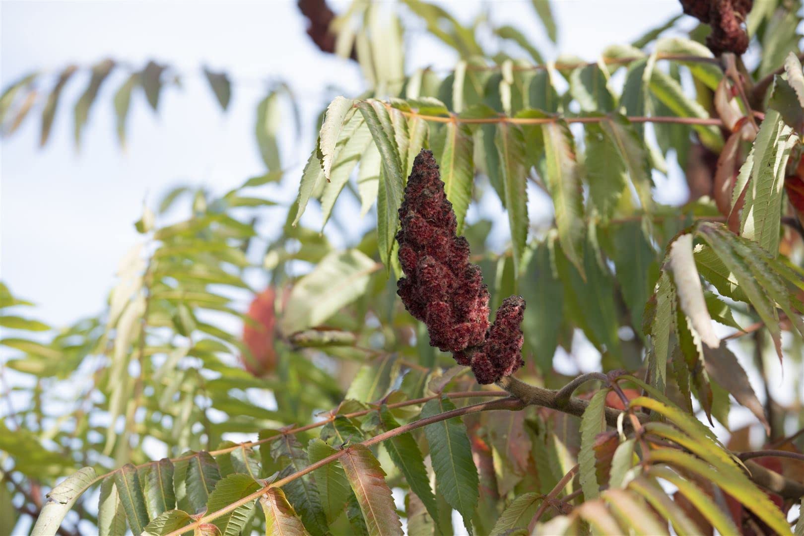 Essigbaum Rhus typhina Dissecta 60-80 cm Solitaergehoelz winterhart