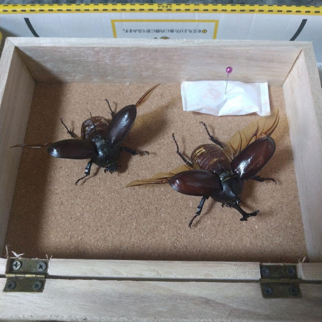 標本 ボリビア産カブトムシペア野外品 標本 ボリビア産カブトムシペア野外品 標本 ボリビア産