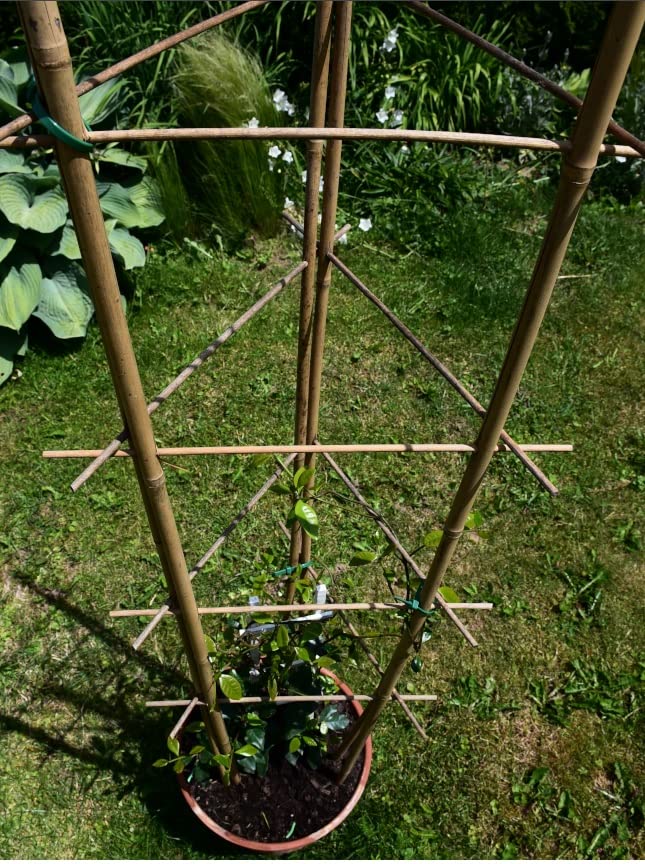 Dixiestore Rankgitter Bambus Set 10 Stck Lnge 75 cm - Tomaten Rankhilfe  Gurken - Rankhilfen fr Kletterpflanzen Gurken Rankhilfe Tomaten -  Rankenhilfe fr Pflanzen Topf 2S : Amazon.de: Garten
