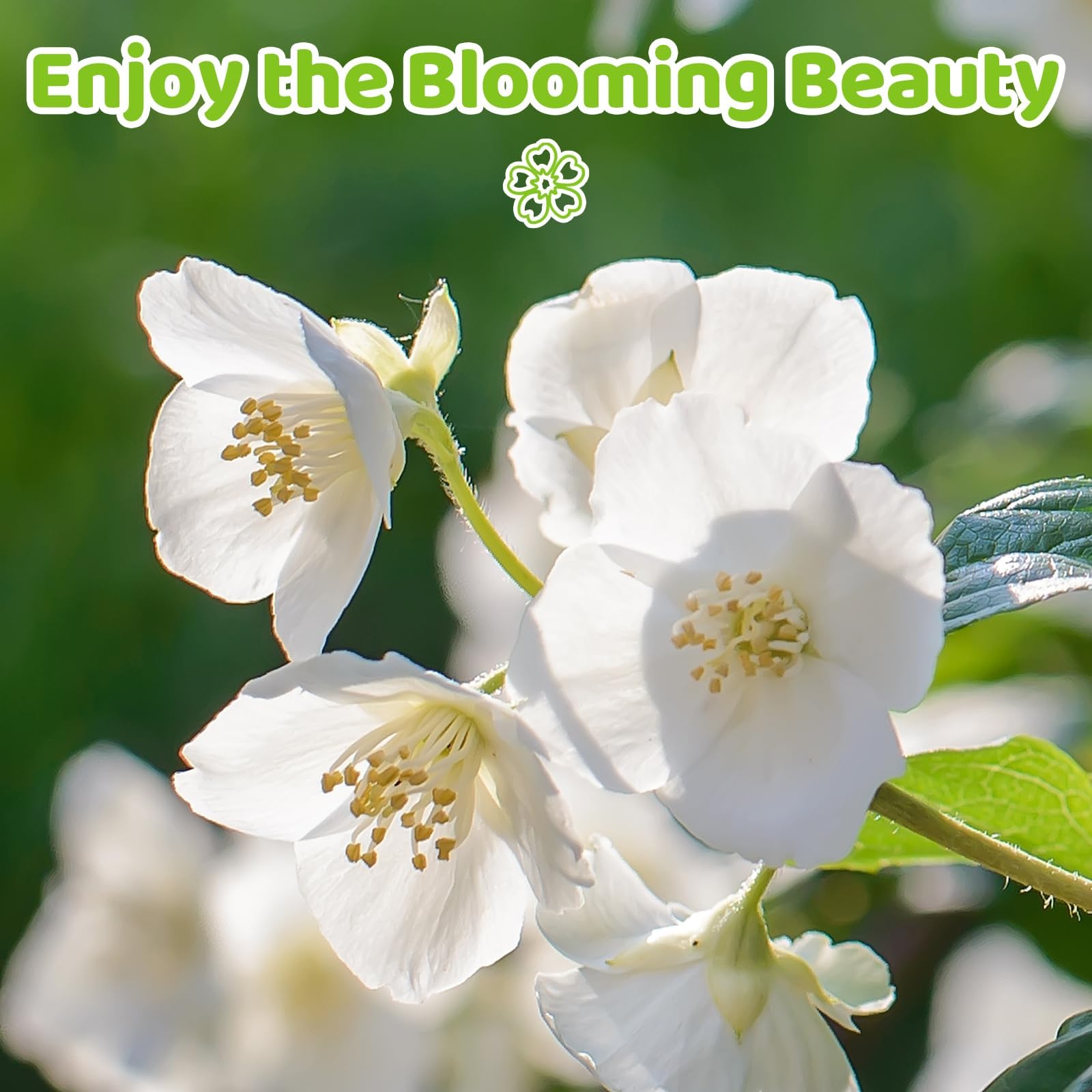 Amazon.com : 400+ Fragrant Jasmine Flower Seeds for Planting