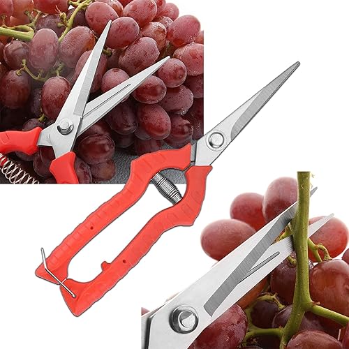 Miniatura 4 de 3 tijeras de podar para jardinería, plantas de interior, herramientas de jardín, herramientas de mano de jardinería, tijeras de jardín, tijeras de