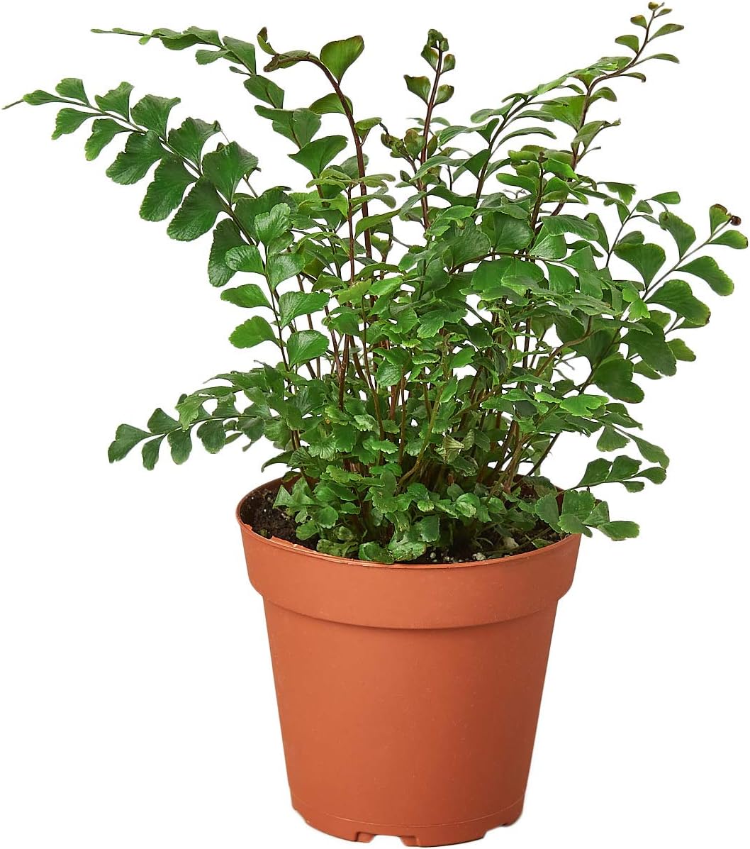 House Plant Shop | Fern 'Mahogany' - 4" Pot | Live Indoor Plant | Easy to Care | Natural Décor Plant | Great Gifts| Free Care Guide