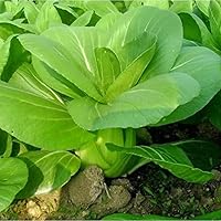 ZEshops All Year Round Organic Chinese Cabbage Seeds - 1000 Non-GMO, 95% Germination, Year-Round Harvest Zones 6-9