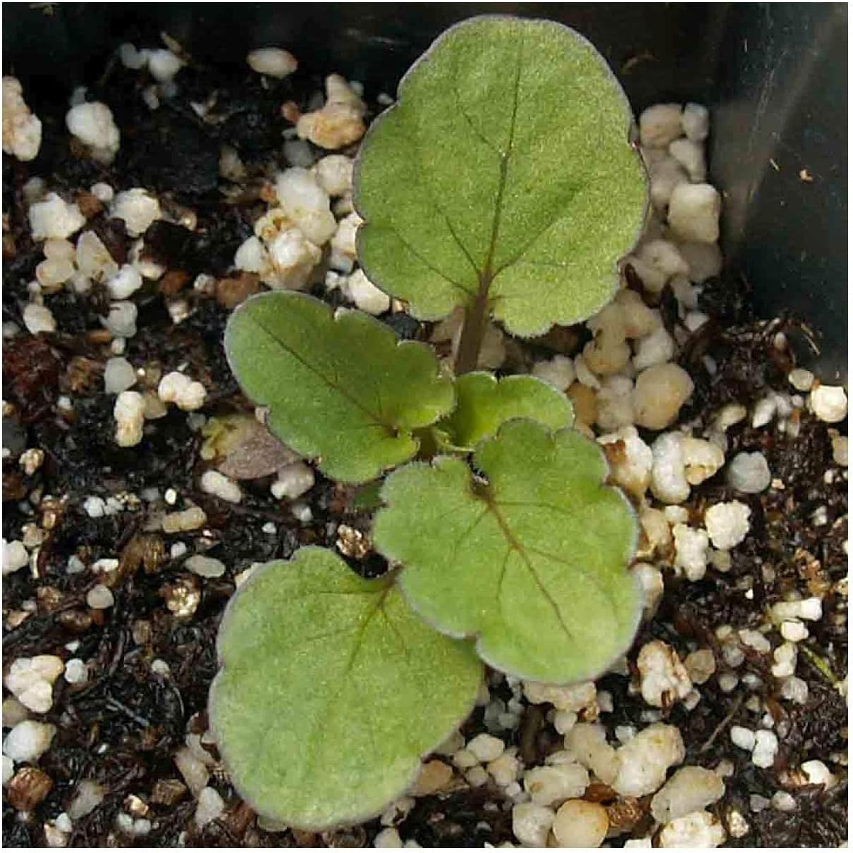 Everwilde Farms - 1/4 Lb Swiss Giants Pansy Mix Wildflower Seeds - Gold Vault