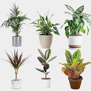 Indoor Plants Real, Mix of 6 House Plants in 12cm Pots, Real