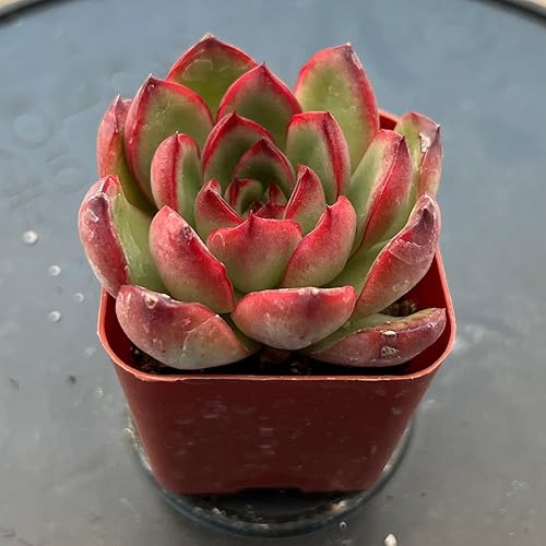 Miniatura 10 de Graptopetalum paraguayense cvBronze suculenta viva rara totalmente enraizada en maceta de inicio de 2 pulgadas con mezcla de tierra planta de casa