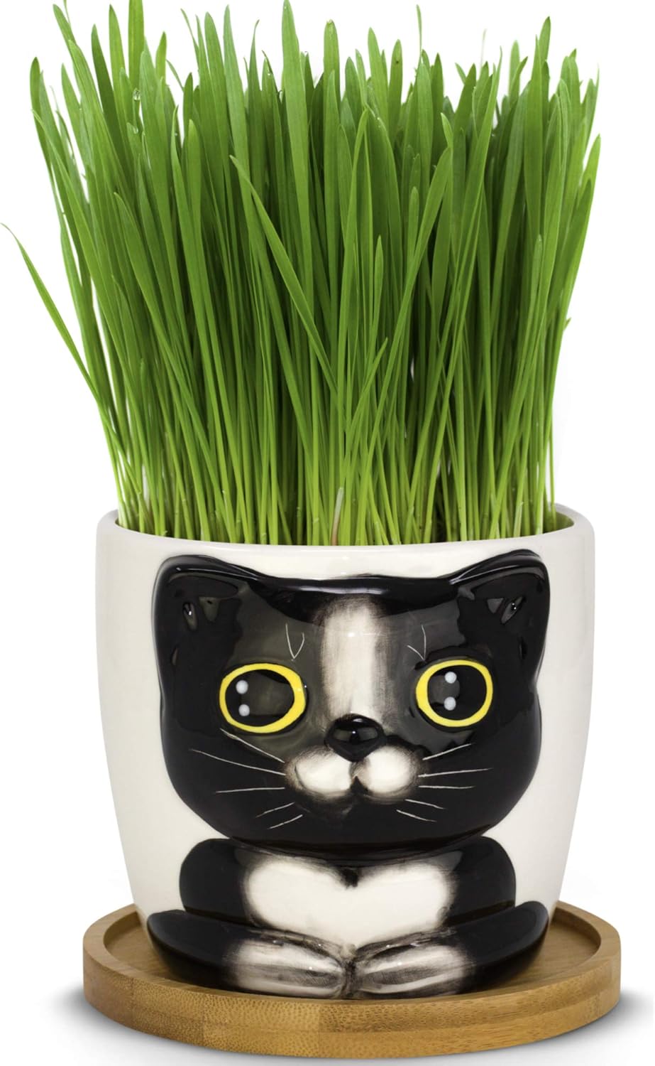 Top 5 Best Cat Grass and Pet-Safe Plant Growing Kits in 2026 - PlantNative.org Window Garden Cat Grass Growing Kit with Kitty Pot Planter
