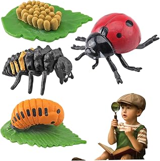 Kit di coltivazione coccinella Giocattoli del ciclo di vita Simulazione Figurine di animali Giocattoli educativi per ragazzi e ragazze Gioco