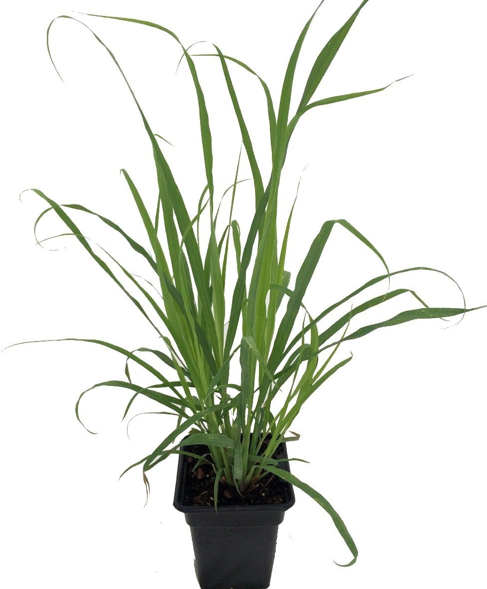 Ohio Grown Lemon Grass Plant - Cymbopogon - Also Repels Mosquitoes - Quart Pot