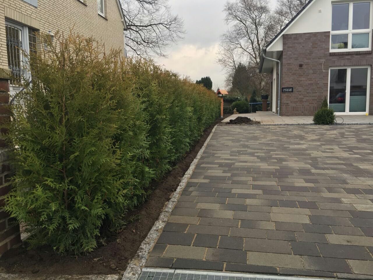 50 Thuja Brabant 60-80 cm frisch vom Feld Gartenhecke Heckenpflanzen Immergrüner Lebensbaum Wurzelware