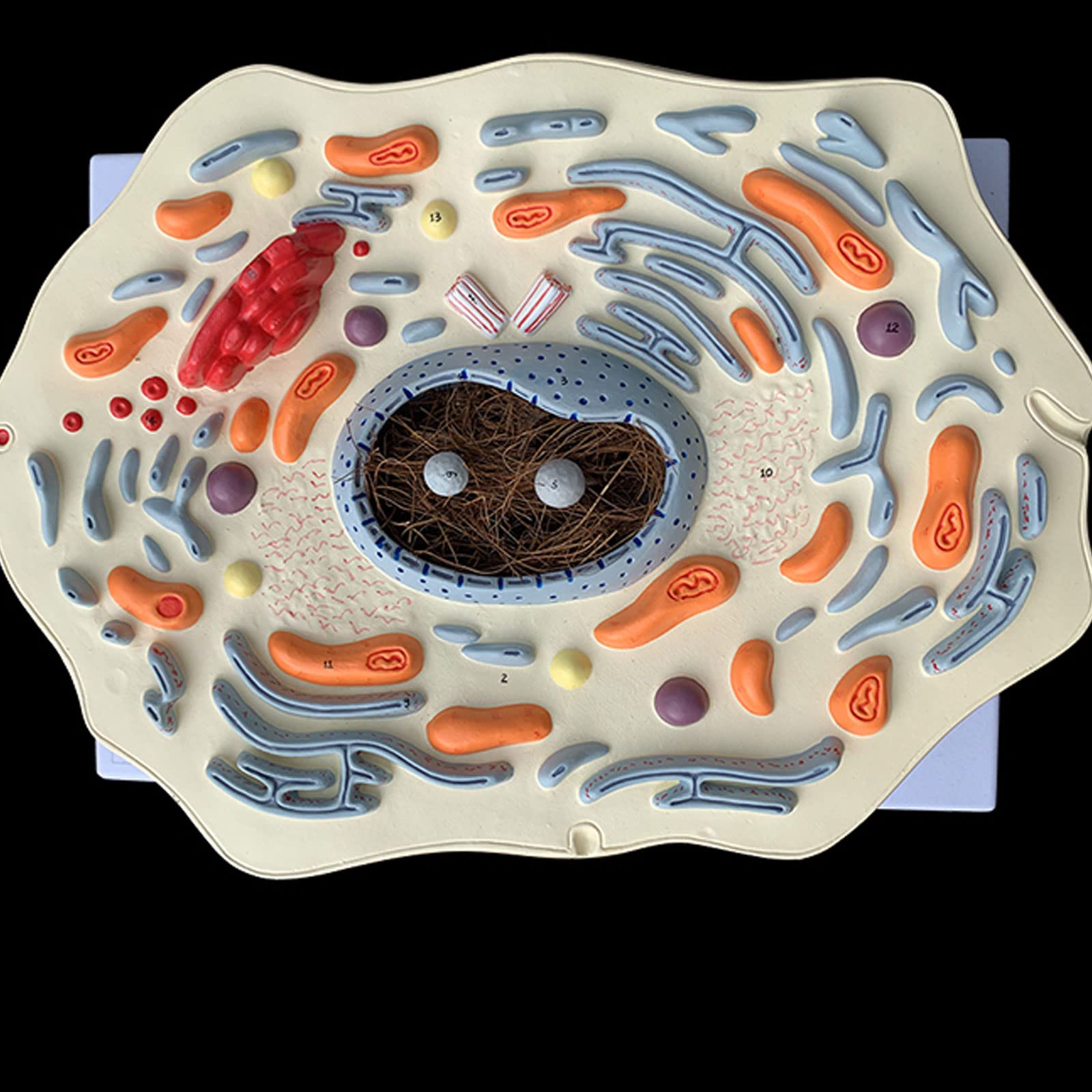 Modèle de Structure sous-microscopique de cellules animales hôpital biologie école Aides pédagogiques étudiant Apprentissage modèle de démonstration