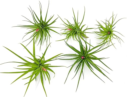 Miniatura 6 de ragnaroc Plantas de aire  Tillandsia Tenuifolia Green, grande 3-5 pulgadas  1 unidad  Llegada viva garantizada  Plantas de interior para decoración