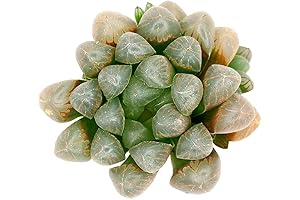 Haworthia Cooperi Succulent Plant [Small Size - 2in Pot]