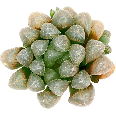 Haworthia Cooperi Succulent Plant [Small Size - 2in Pot]
