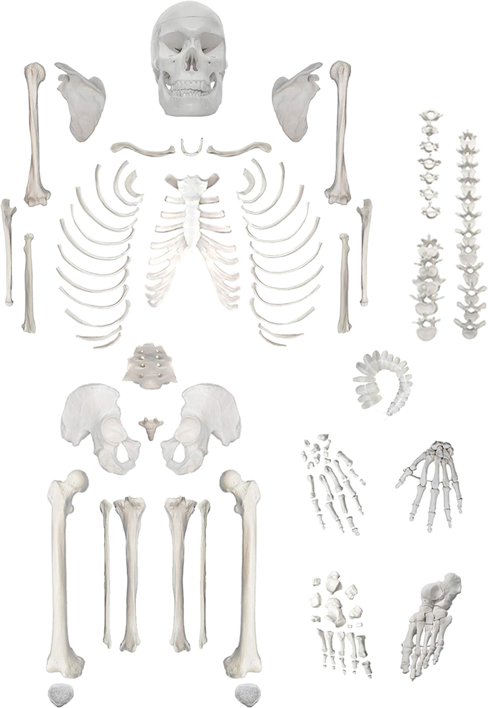 Disarticulated Human Skeleton, Full, Medical Quality, Life Sized (62" Model Height) - 23 Intervertebral Discs, 3 Part Skull with Movable Jaw, Left Hand and Foot Jointed - hBARSCI