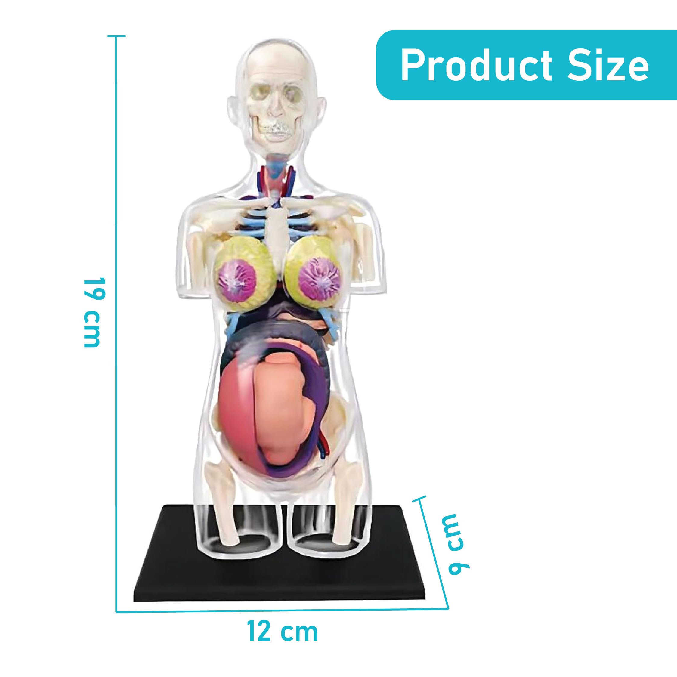 LABZIO 4D Transparent Pregnant Female Torso Anatomy Model Kit