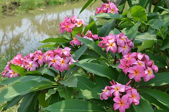 Mixed Hawaiian Plumeria Frangipani Cuttings Red White Yellow Pink 8-10 Long (Pink)