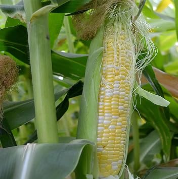 100+ Peaches & Cream Sweet Corn Seeds for Planting