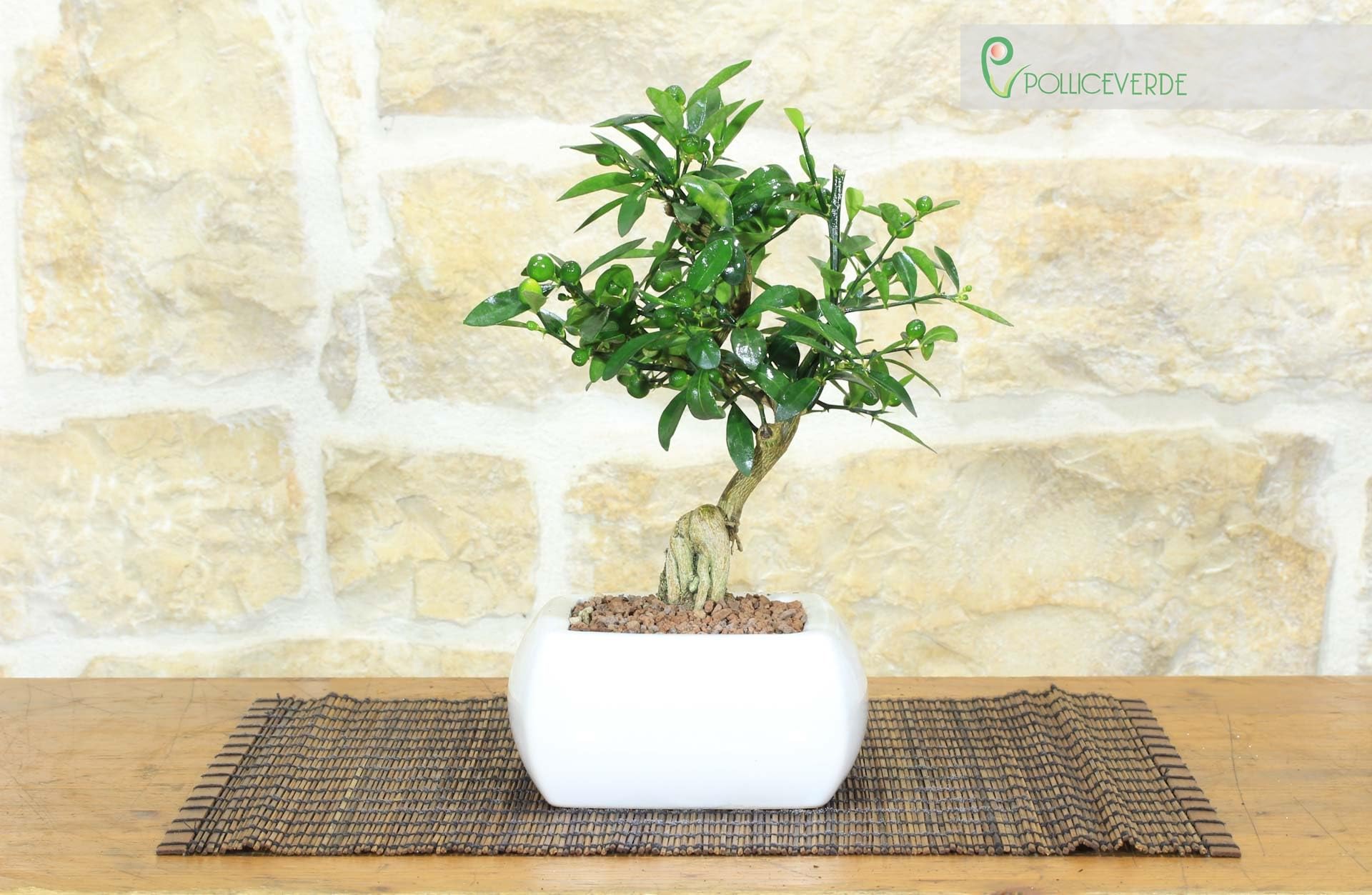 Pollice Verde - Bonsai Citrus Kinzu (Mandarino Nano) in Vaso Quadro Ceramica Bianca (15cm) – Pianta Vera di Agrumi Ornamentale – Idea Regalo Originale e Bomboniera