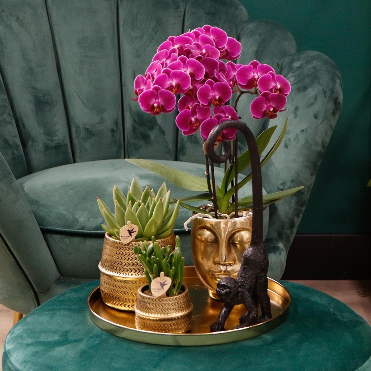 Kolibri Storczyki | COMBI DEAL z 4 fioletowych storczyków phalaenopsis - Morelia - wielkość doniczki Ø9cm | kwitnąca roślina doniczkowa - świeża od hodowcy