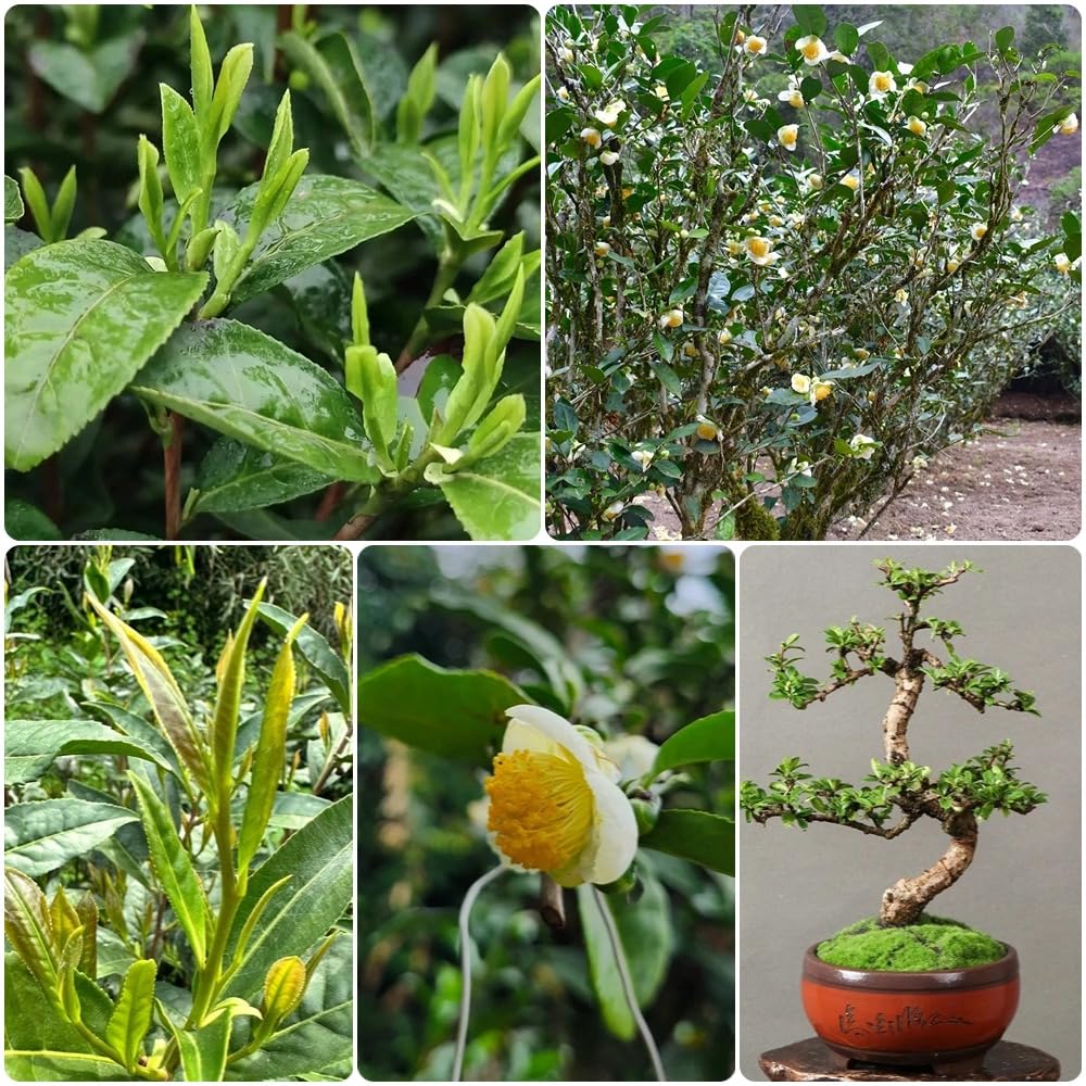 Semillas de té verde, semillas de té, arbustos en de té Camellia sinensis, semillas exóticas en resistentes al aire libre resistentes 35pcs