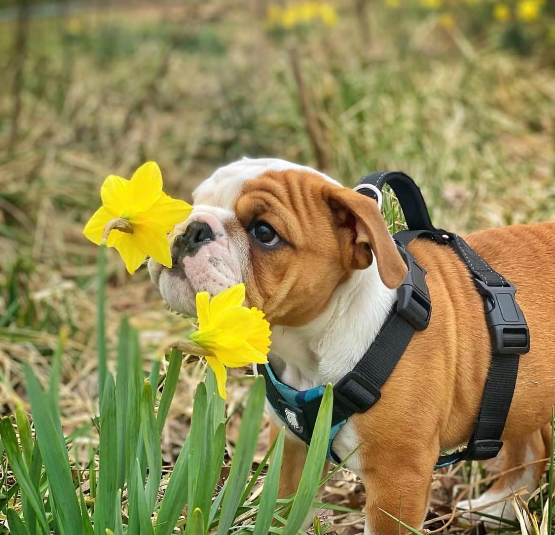 No-Pull Harness for English & French Bulldogs - Adjustable Wide-Chest Fit, Reflective Vest with Control Handle (Bully Blue Camo, Medium)