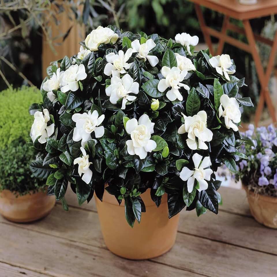 Amazon.co.uk evergreen jasmine