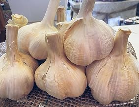 Aglione della Valdichiana Bio 20 spicchi – Aglio Dolce Toscano a Spicchi