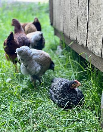 1 DOZEN 12 ORGANIC CAGE FREE RANGE HATCHING CHICKEN EGGS EXPOSED FERTILE MADE IN THE USA 18